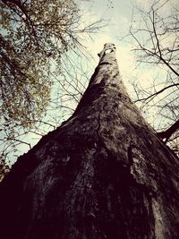 Low angle view of tree against sky