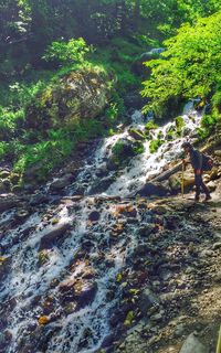 Scenic view of river amidst trees in forest