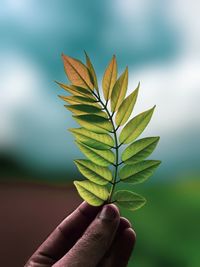 Close-up of hand holding plant