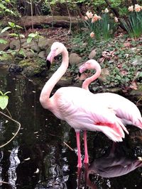 Birds in the lake