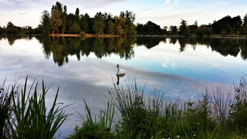 Reflection of trees in water