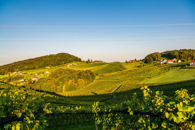 Scenic view of agricultural field against sky