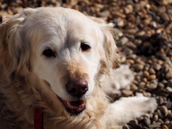 Close-up portrait of dog