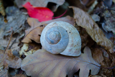 Close-up of snail on dry leaves