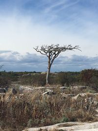 Dead tree on field against sky