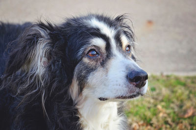 Close-up of dog looking away