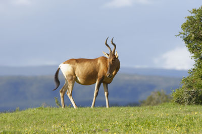 Horse standing on field against sky