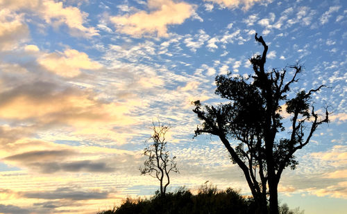 Low angle view of silhouette tree against sky