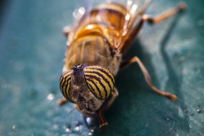 A macro-photo of a banded eyed fly resting in the shade at the local nature reserve