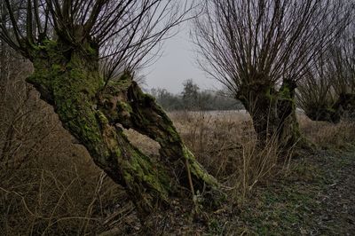 Bare trees on field against sky