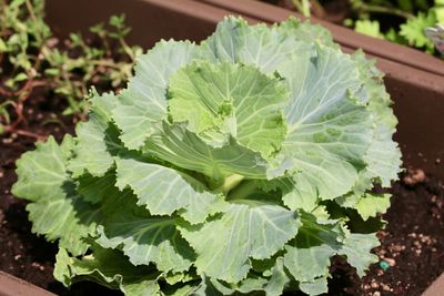 High angle view of leaves in plant