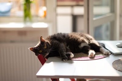 Sleepy fluffy black cat with surprised eyes resting on the kitchen table until the owners sees. 