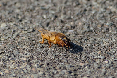 Close-up of insect on land