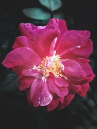 Close-up of pink rose