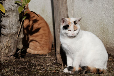 Portrait of cat