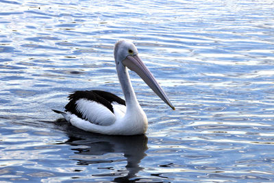 Duck swimming in lake