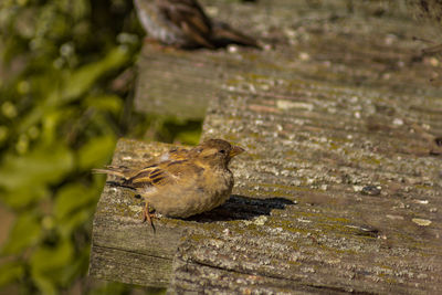 Close-up of bird perching on wood