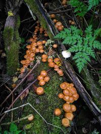 High angle view of mushroom growing on field