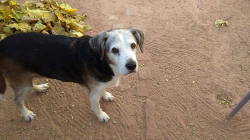 Close-up portrait of dog