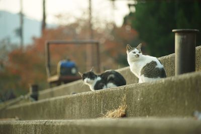 Cats living in okishima island at autumn leaves season