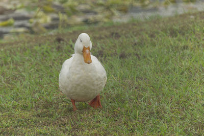 White duck on field