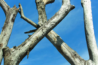 Low angle view of tree against sky