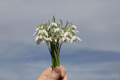 Close-up of hand holding flower against sky