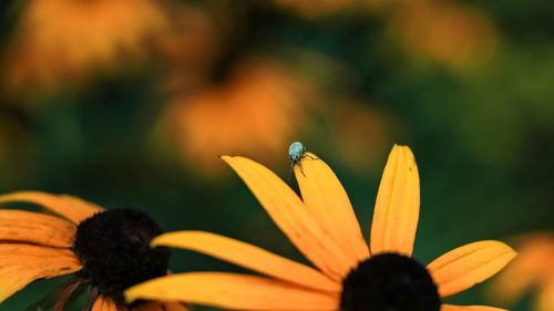 Close-up of yellow flower