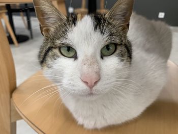 Close-up portrait of cat