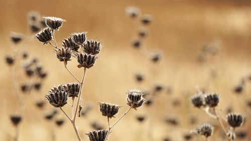 Close-up of plants on field