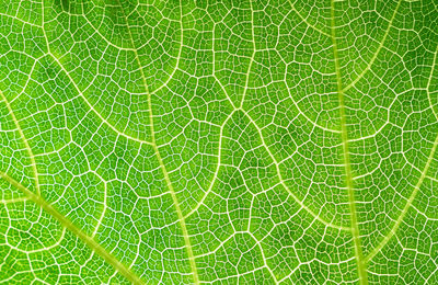 Full frame shot of leaf