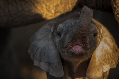 Close-up portrait of a horse