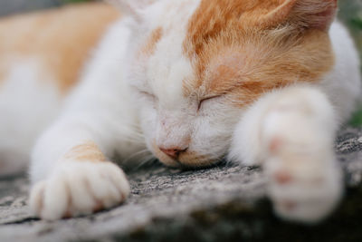 Close-up of cat sleeping