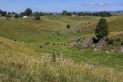 Scenic view of field against sky