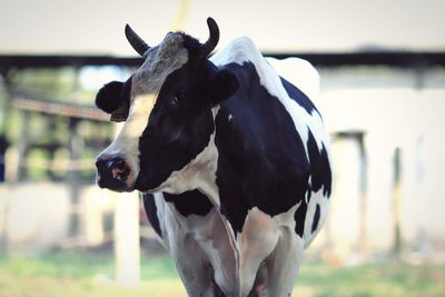 Close-up of cow in field