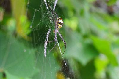 Close-up of spider on web