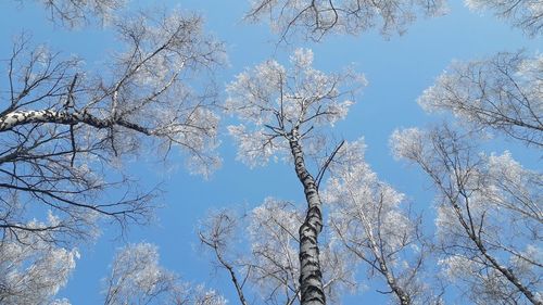 Low angle view of bare trees against blue sky