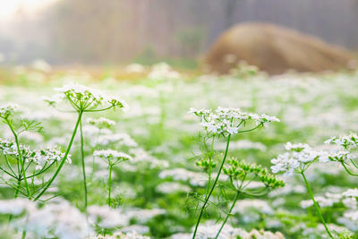 Close-up of flowering plant on field