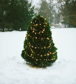 Close-up of christmas tree