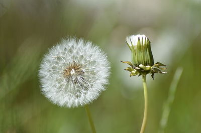 Close-up of white dandelion