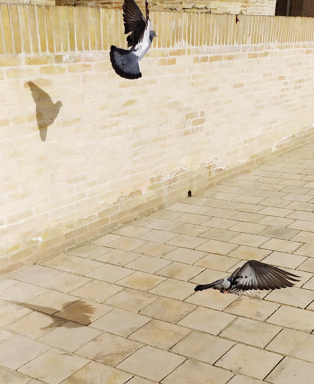 floor, wall, flooring, wood, bird, flying, mid-air, day, animal themes, animal, architecture, one person, outdoors, nature, wing, animal wildlife, wildlife, footpath, pigeon, sunlight, men