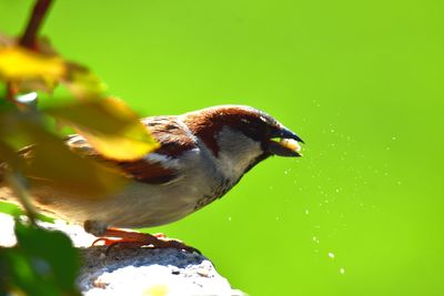 Low angle view of sparrow perching on wall