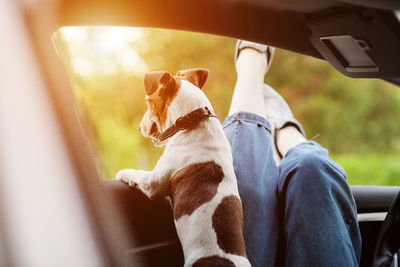 Close-up of the girl's legs sticking out of the car window, next to the window looks out a dog. 