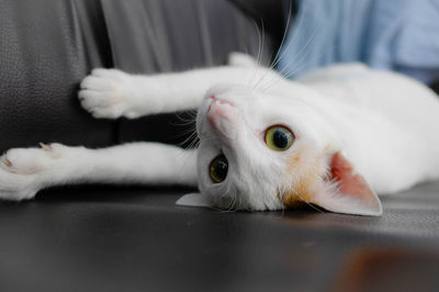 Close-up portrait of white cat