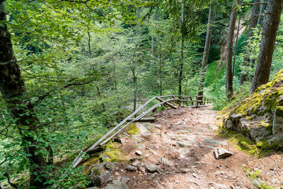 Plants and trees in forest