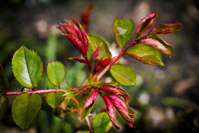 Close-up of flowers