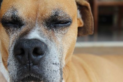 Close-up portrait of dog