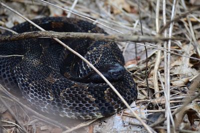 Close-up of snake on field