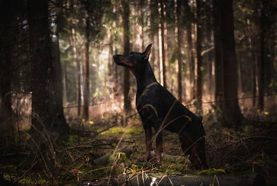 Doberman standing on field in forest