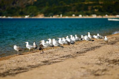 Seagulls flying over lake